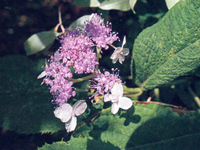 aaainvolucrata1