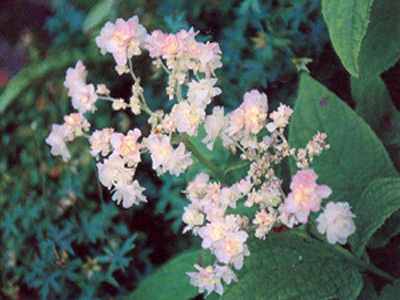 aaainvolucratahortensis1
