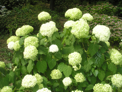 agrandiflora1
