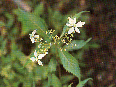 angustipetala1