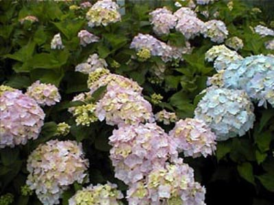 bouquet rose