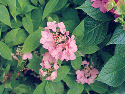 chinensis1
