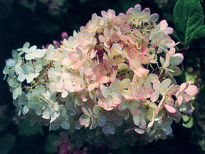 grandiflora1