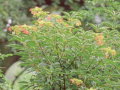 heteromalla1