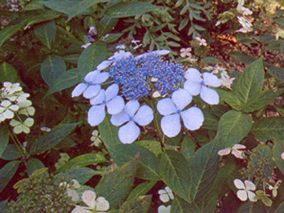 pblubird1
