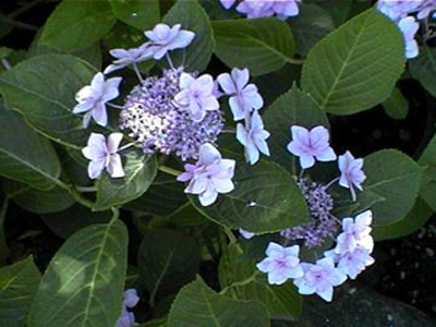 phornli1
