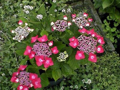 pkardinal1
