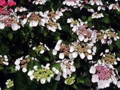 planartwhite1