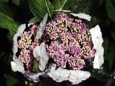 plilacina1