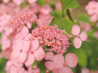 pmiranda1