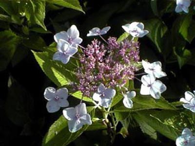 pseafoam