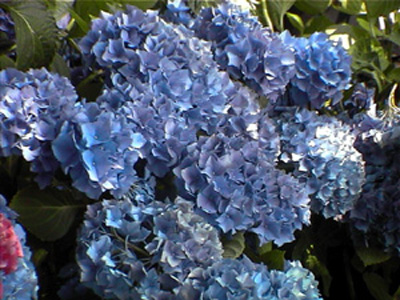 renatesteiniger1