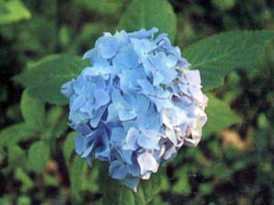 rosea1