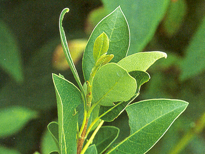 serratifolia1