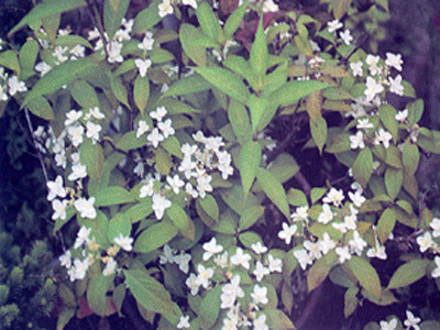 shakucho1