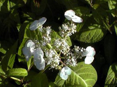 skiyosumi1