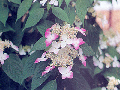 skurenai1