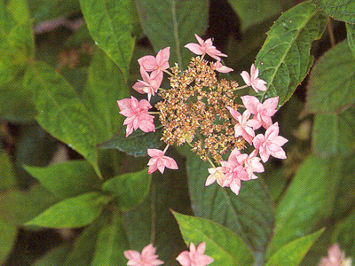 stellata1