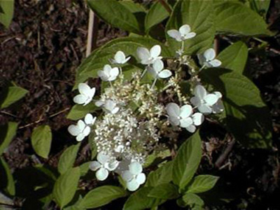 whitemoth1