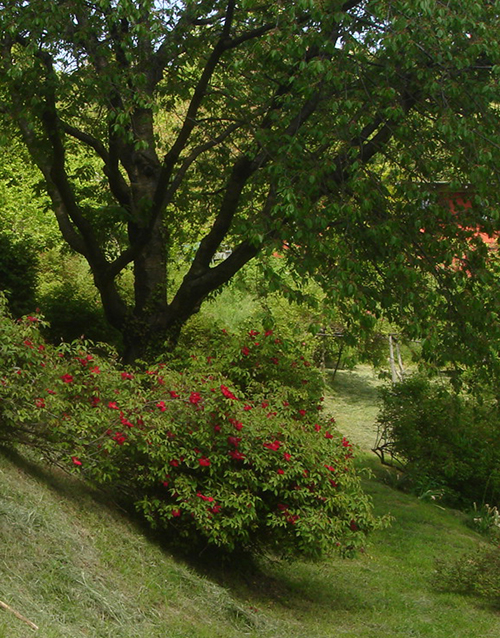 roseto1