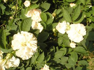 albamaxima