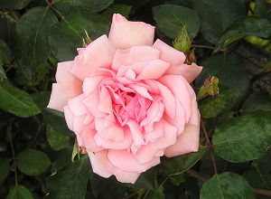 albertine
