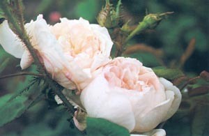 alfreddedalmas