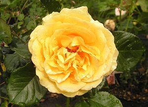 amberqueen