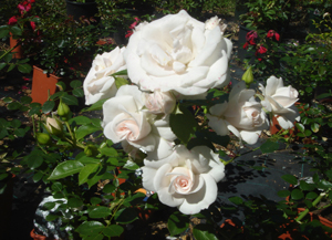 aspirinrose
