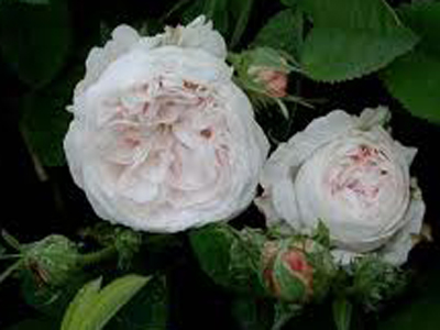 blancheflauer1