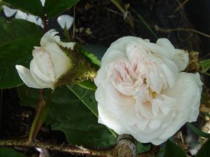 blanchemoreau
