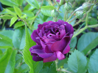 bleumagenta1
