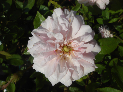 bloomfieldabundance1