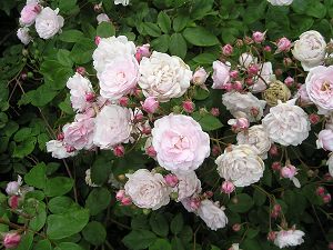 blushnoisette