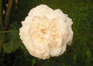 bouledeneige