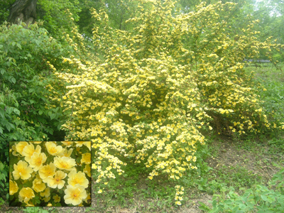 canarybird1