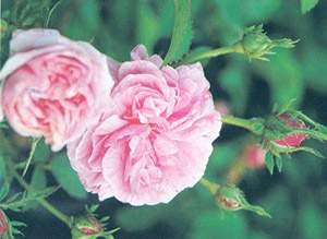 centifolia