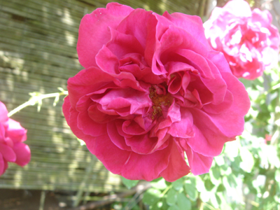 cerisebouquet1