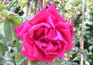 crimsonglory