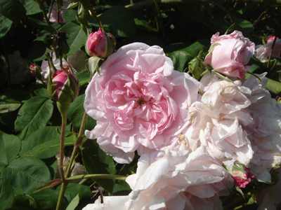 fantinlatour1