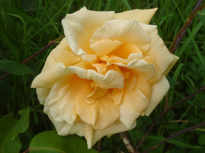 ladyhillingdon1