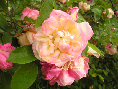 marievanhoutte1