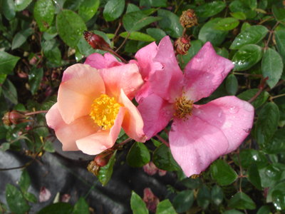 mutabilis1