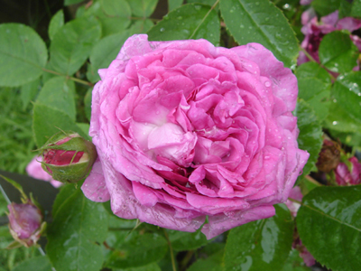 reinedesviolettes1