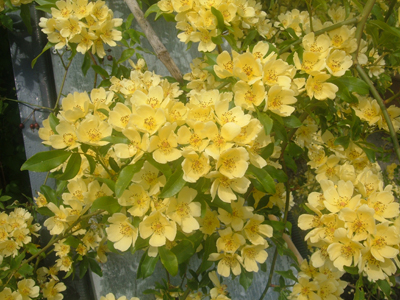 rosabanksiaelutescens1