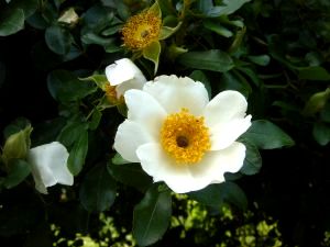 rosabracteata