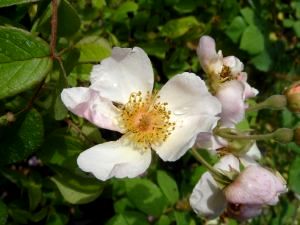 rosacarolina