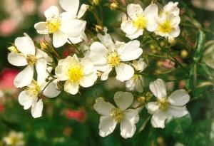 rosalongicuspis