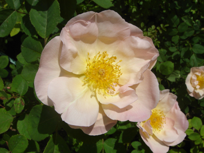 rosamacranta1