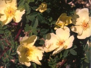 rosaprimula